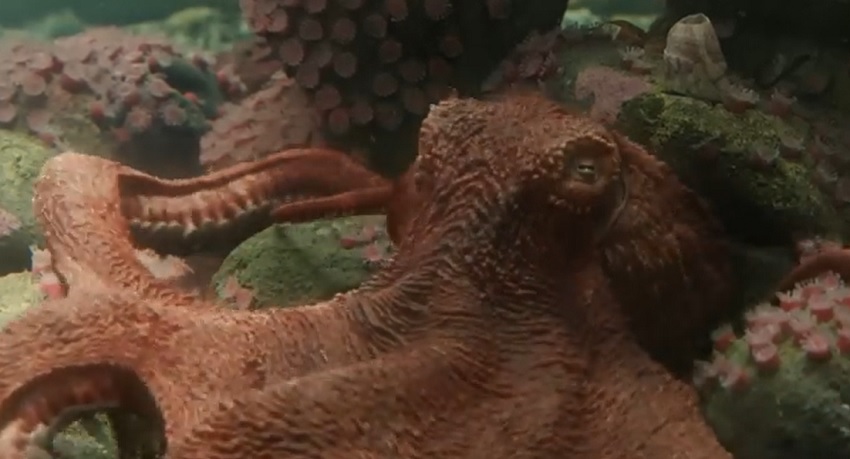 Превью Необычайно умные создания 2026